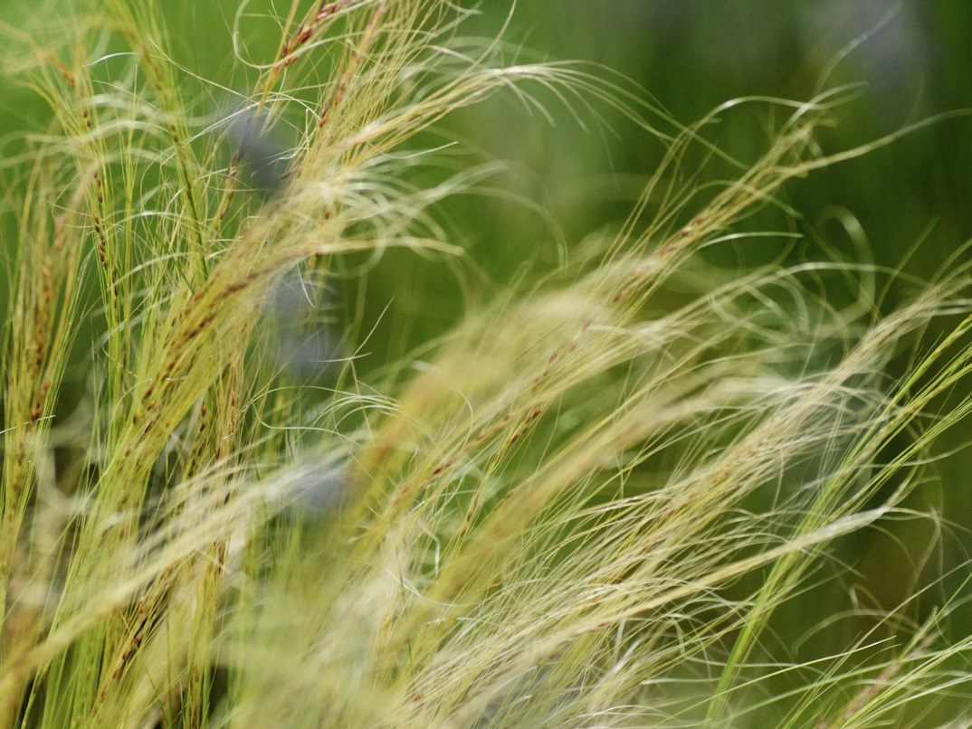 ΣΤΙΠΑ – Stipa tenuifolia